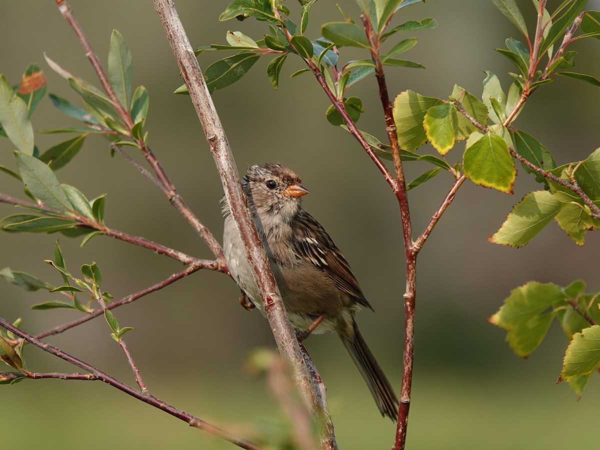 White-crowned Sparrow - ML512147781