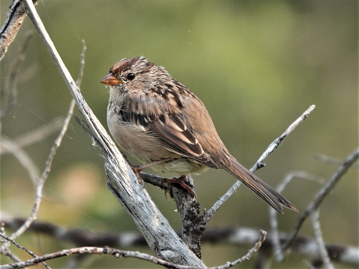 White-crowned Sparrow - ML512147871