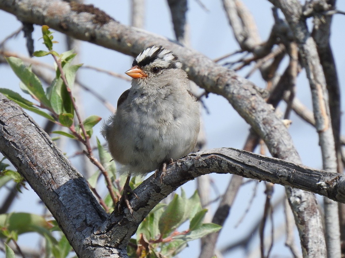 White-crowned Sparrow - ML512147971