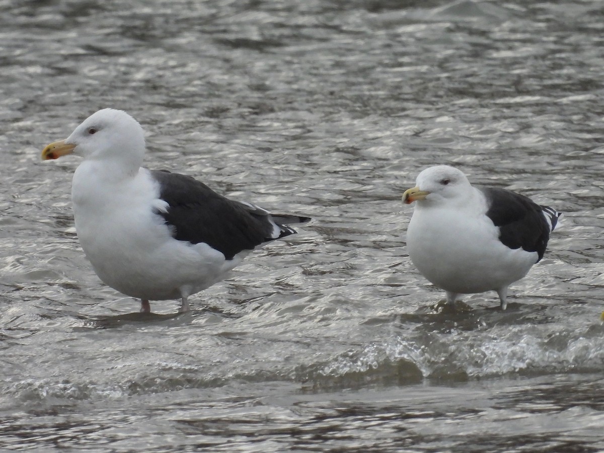 Great Black-backed Gull - ML512148101