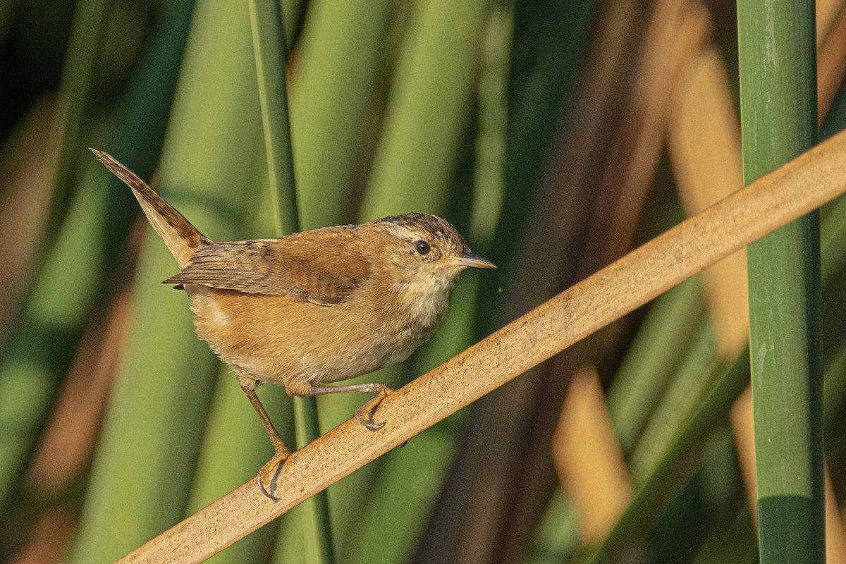 Marsh Wren - ML512148511