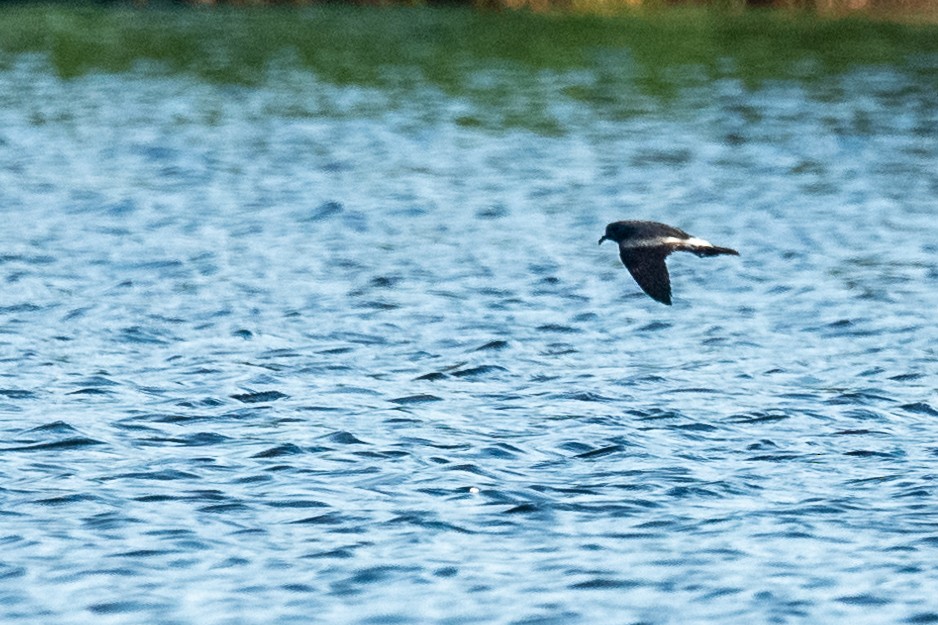 Leach's Storm-Petrel - ML512148691