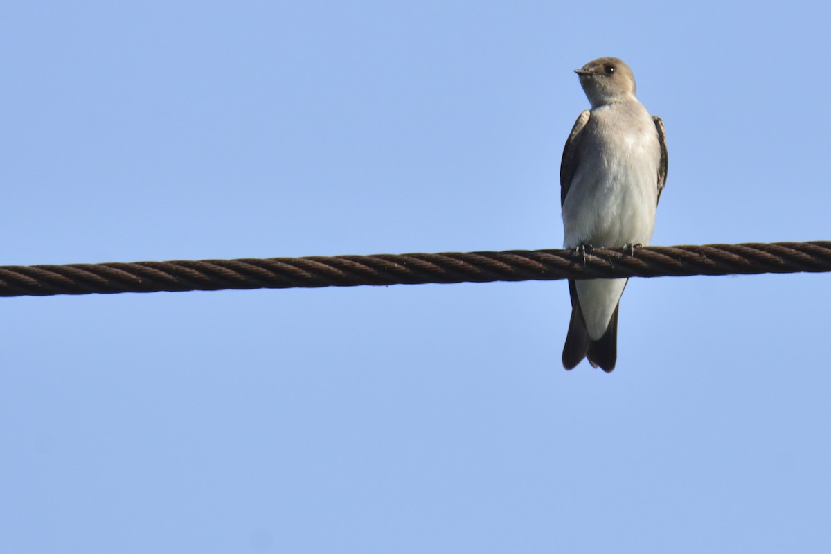 Hirondelle à ailes hérissées - ML512149071