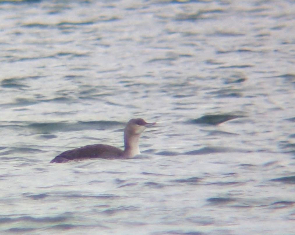 Red-throated Loon - ML512149231