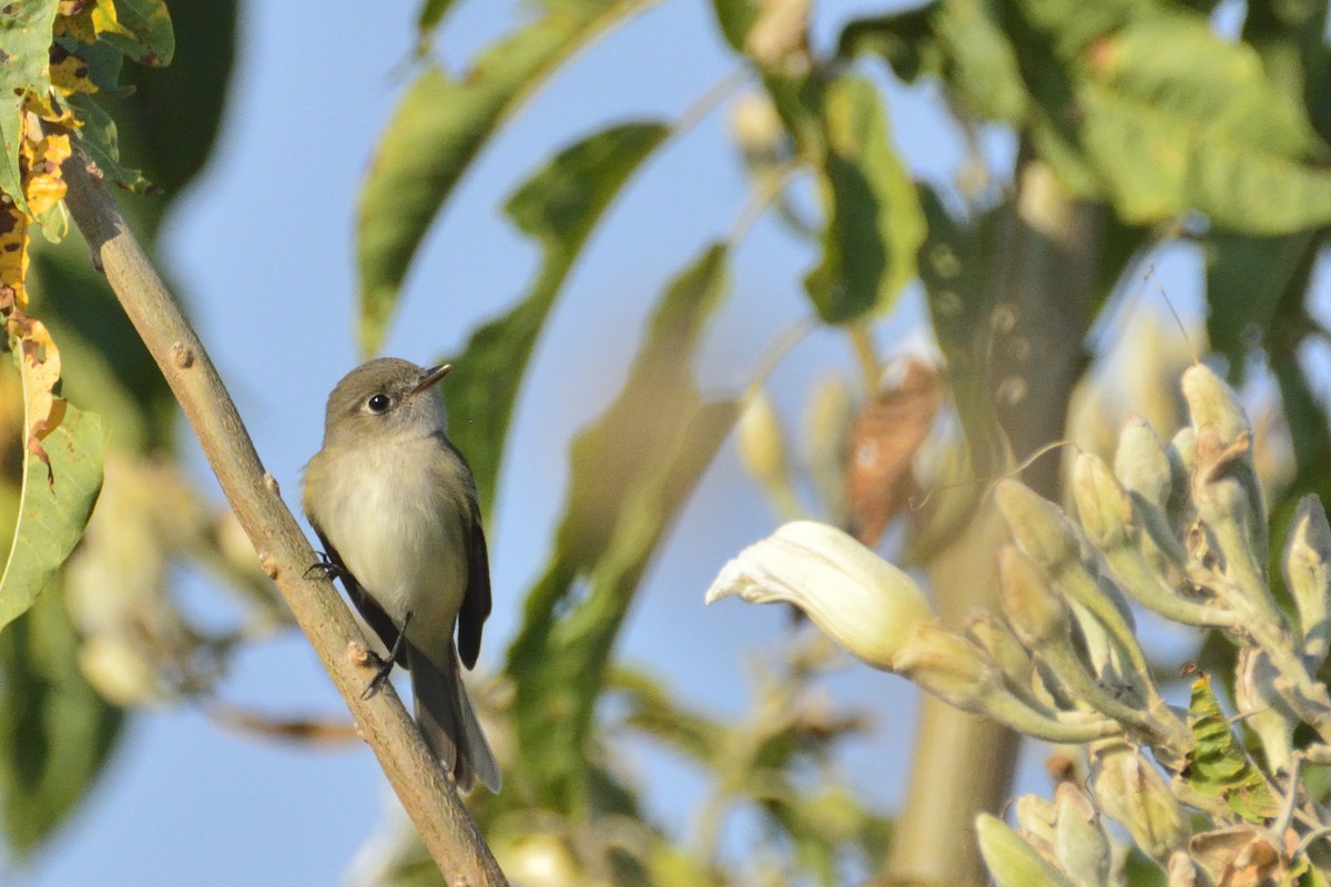 Least Flycatcher - ML512149501