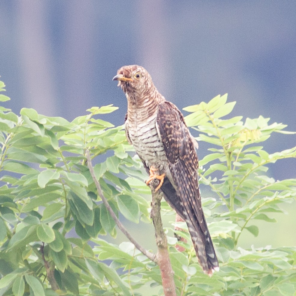 Common Cuckoo - Jithin Cv