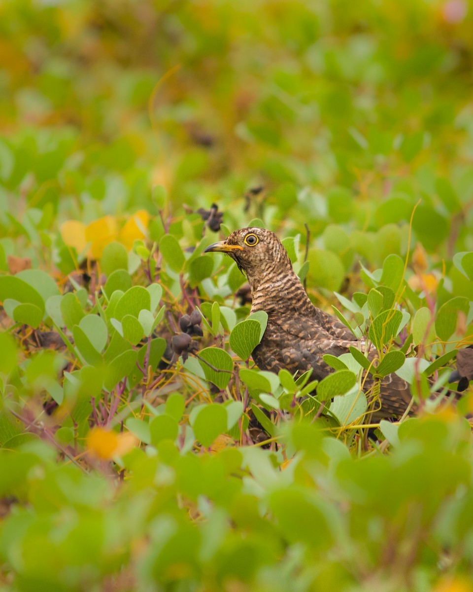 Эгэл хөхөө - ML512151441