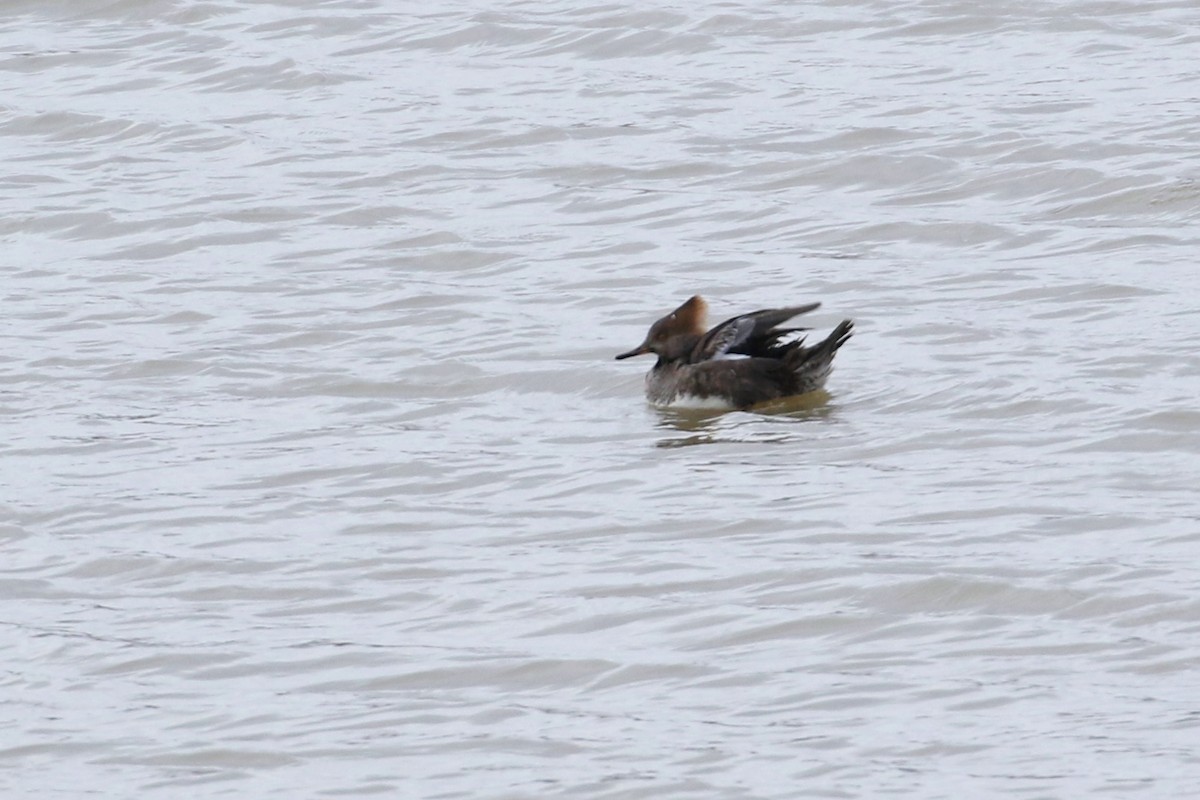 Hooded Merganser - ML512152411