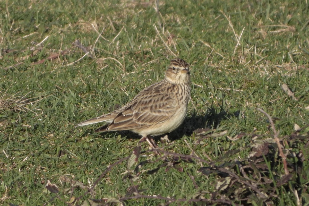 Eurasian Skylark - ML512152931