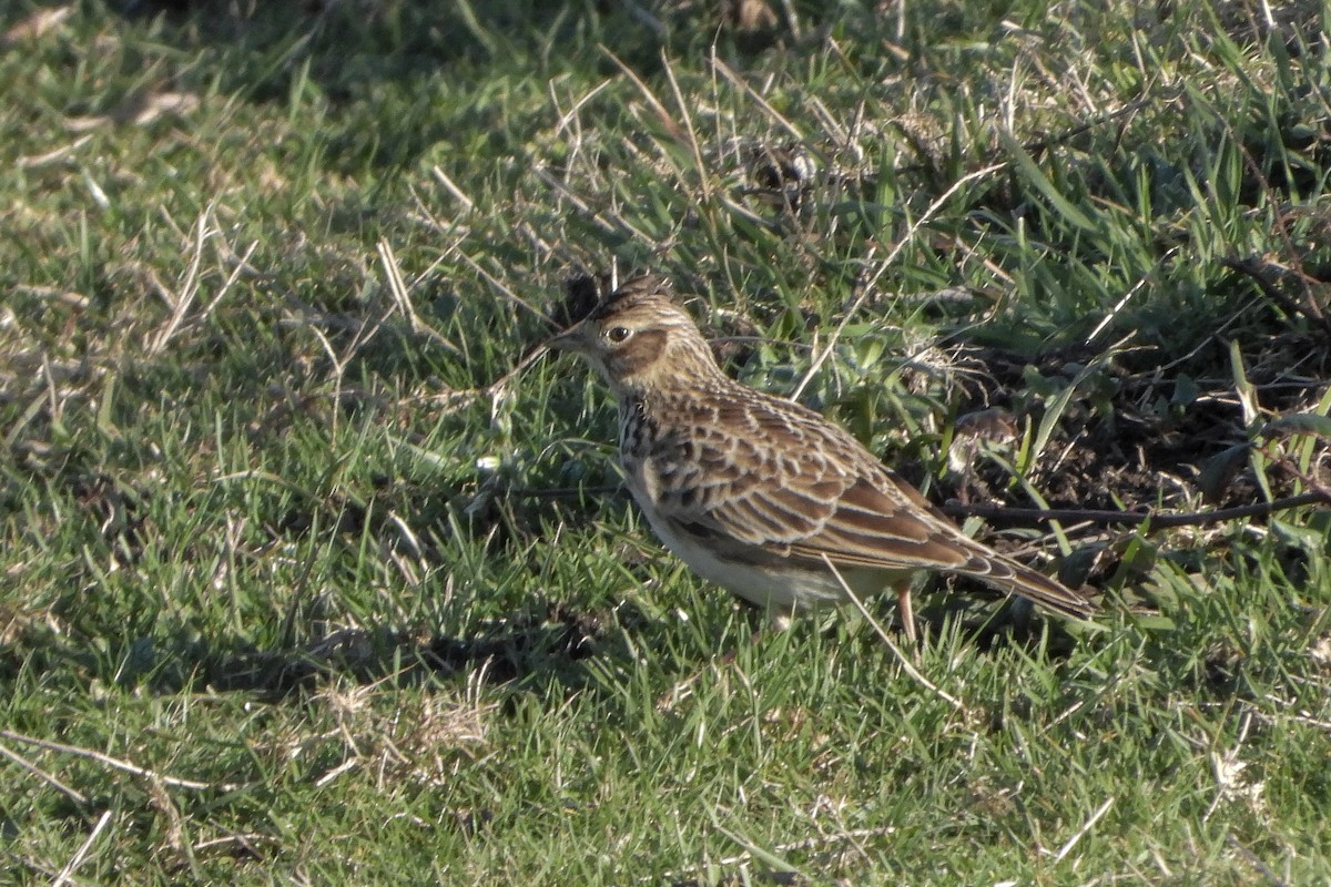 Eurasian Skylark - ML512152951