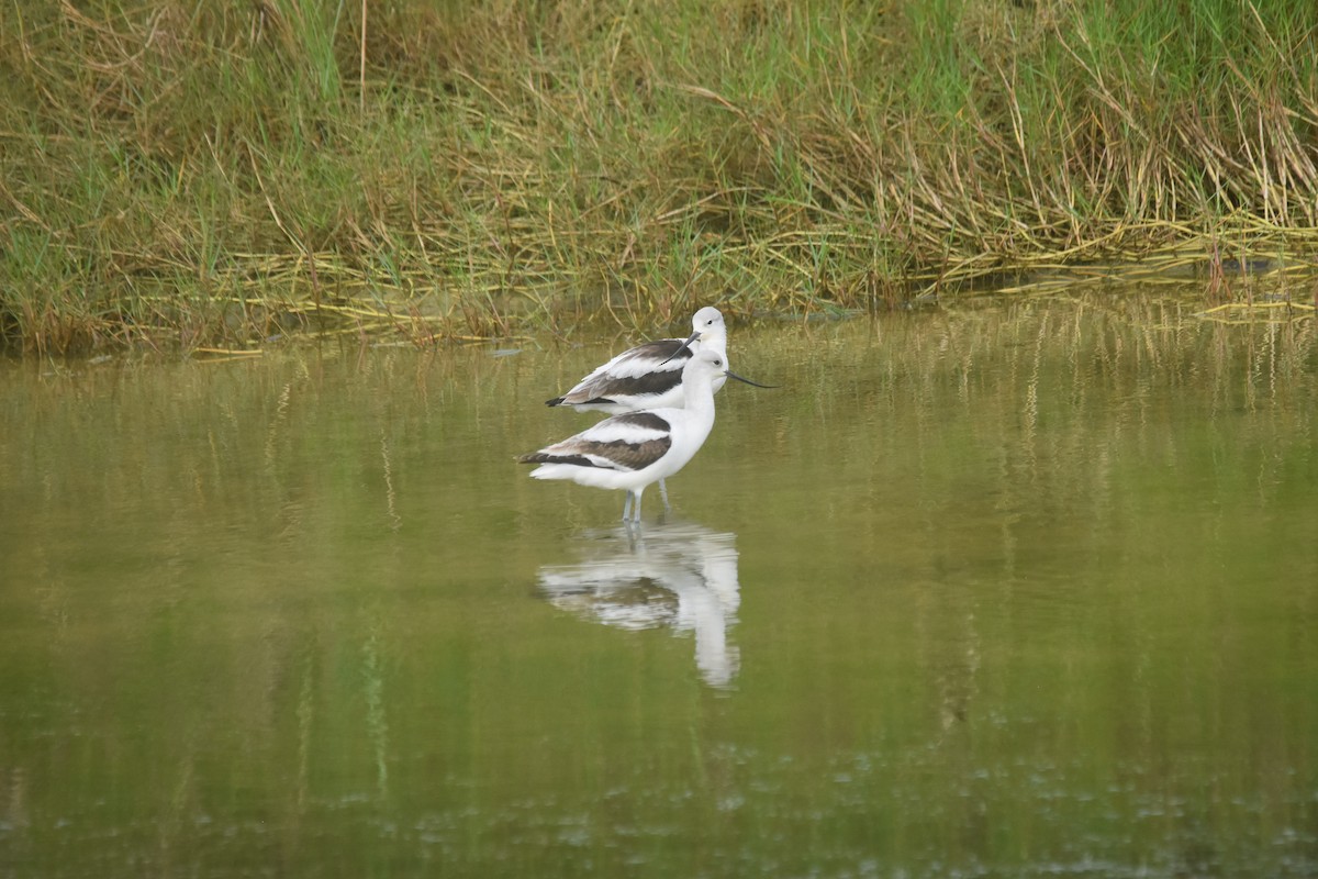 Avoceta Americana - ML512153621