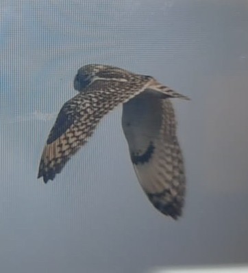 Short-eared Owl - ML512155331