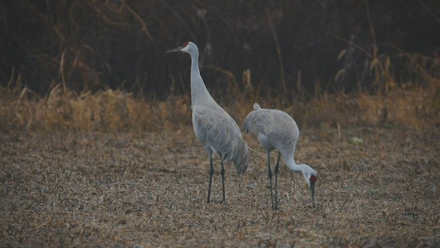 Sandhill Crane - ML512155491