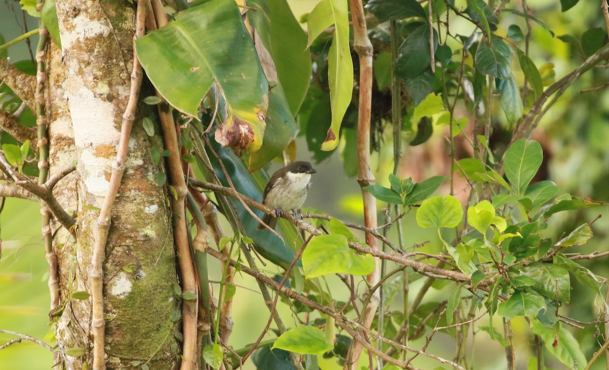 Puerto Rican Tanager - ML512155901