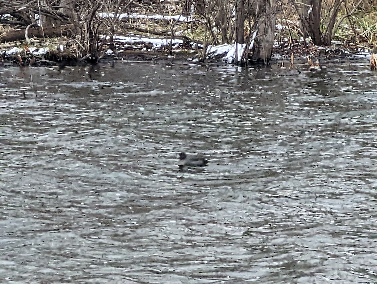 American Coot - ML512158431