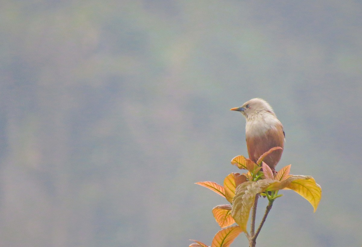 Malabar Starling - ML51215851