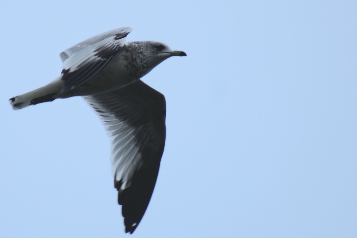 Ring-billed Gull - ML512160141