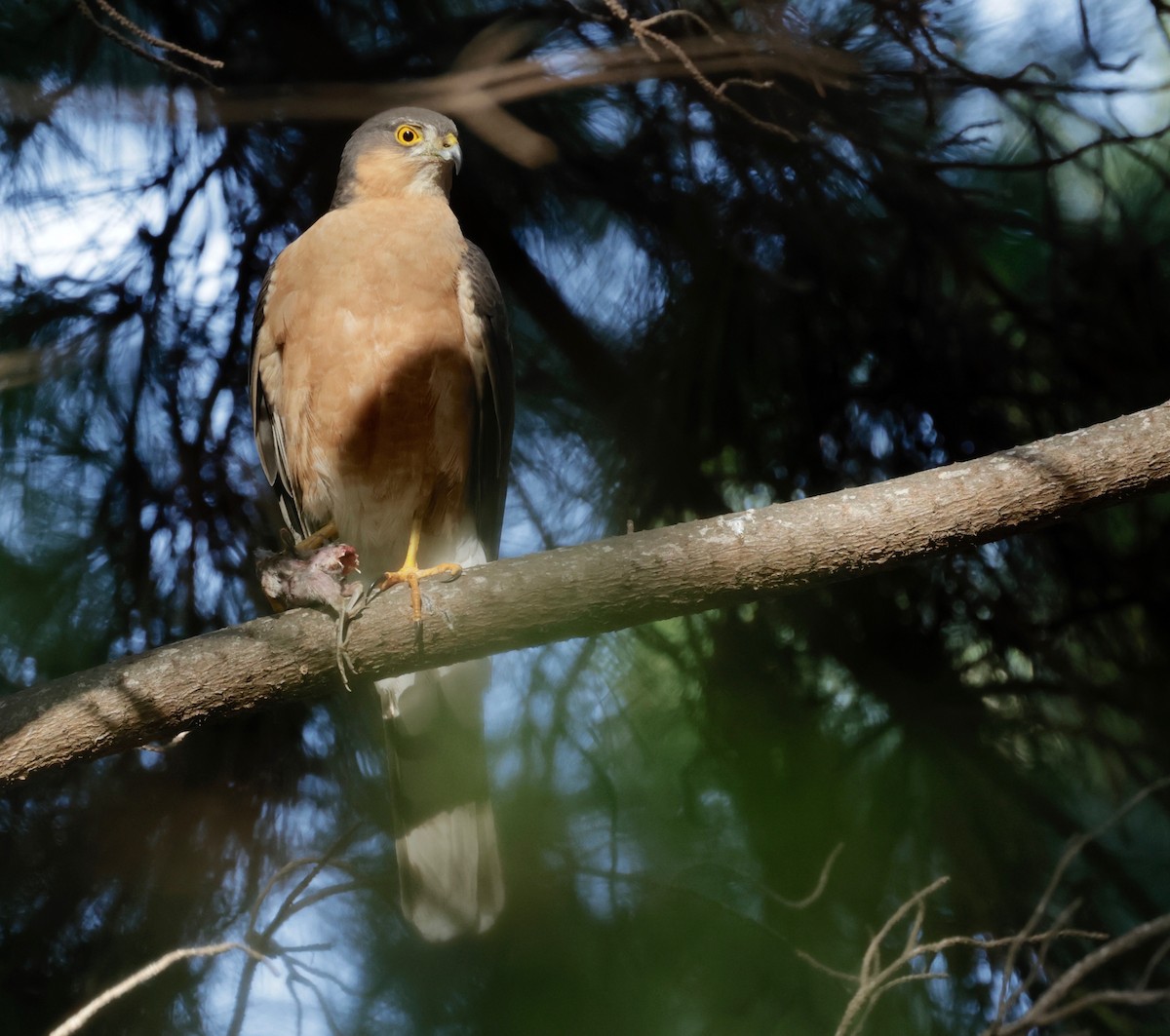 Rufous-breasted Sparrowhawk - ML512160391