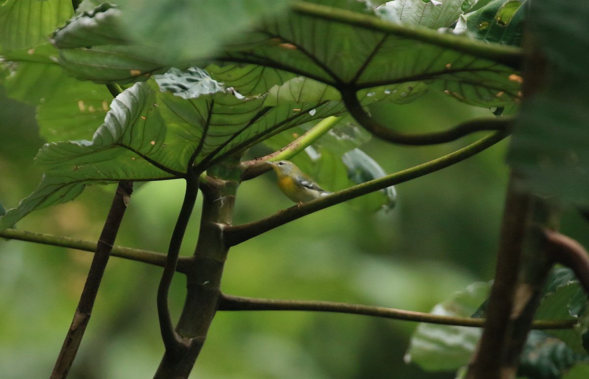 Northern Parula - ML512161351