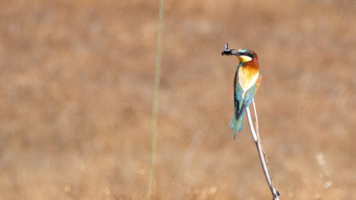 European Bee-eater - ML512161871