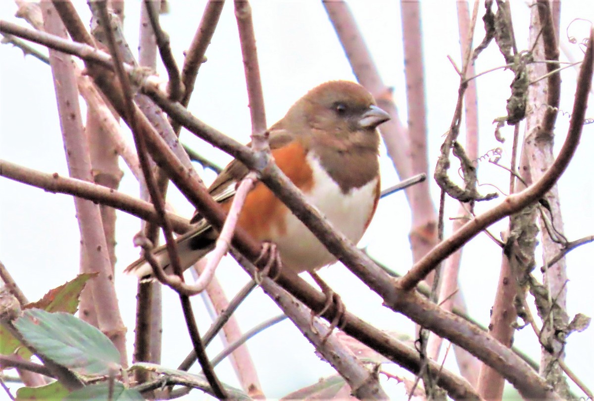 pipilo rudooký - ML512162381