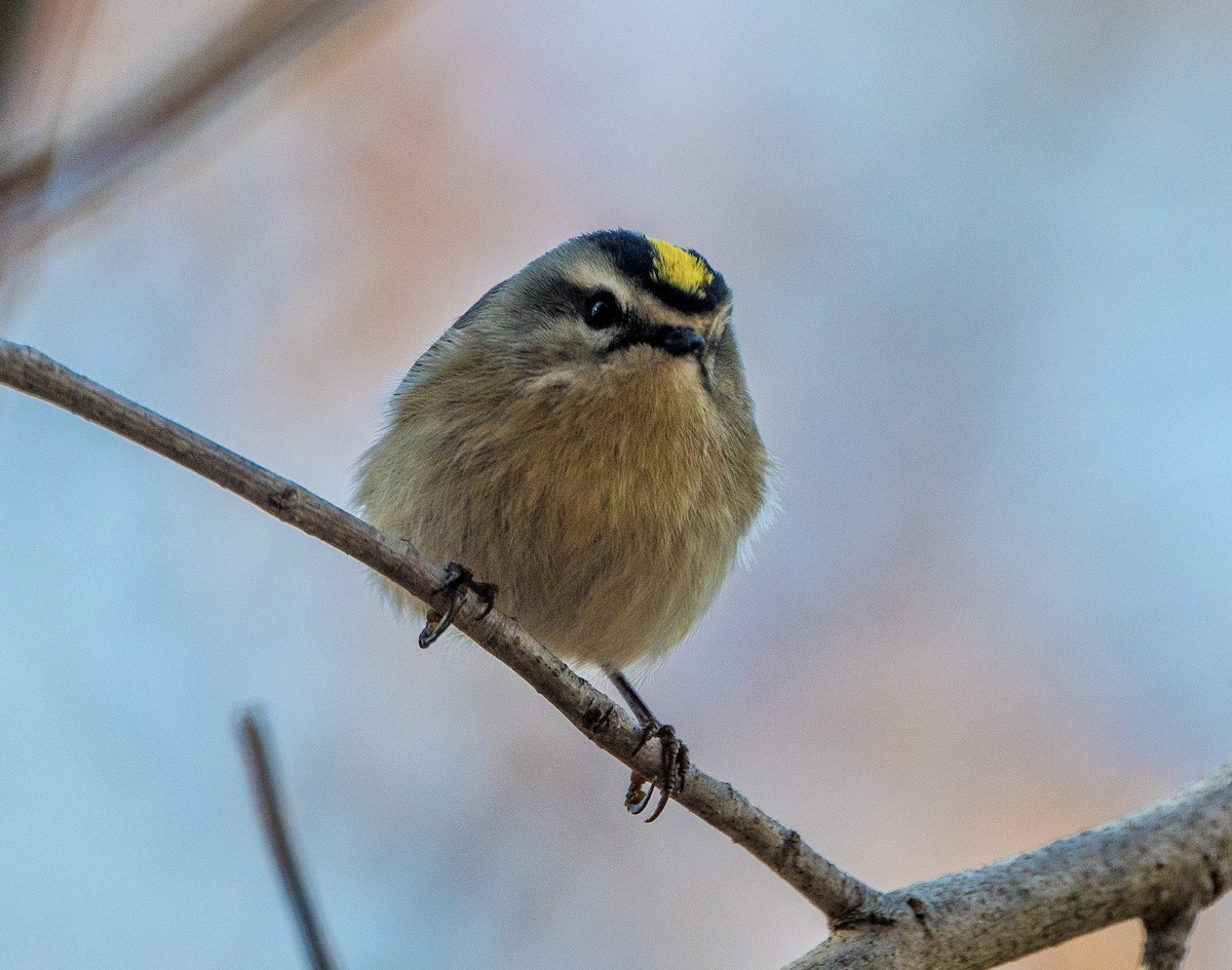 Golden-crowned Kinglet - Andrew Kenny