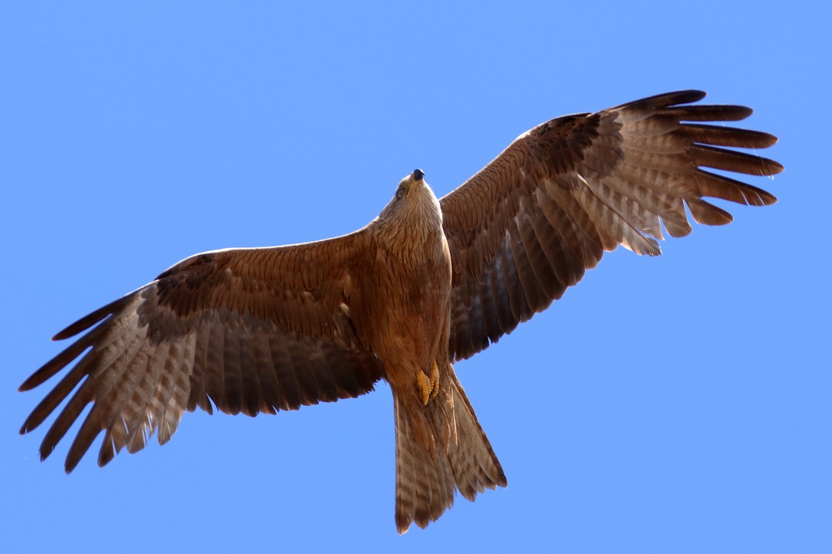 Black Kite - ML512163241