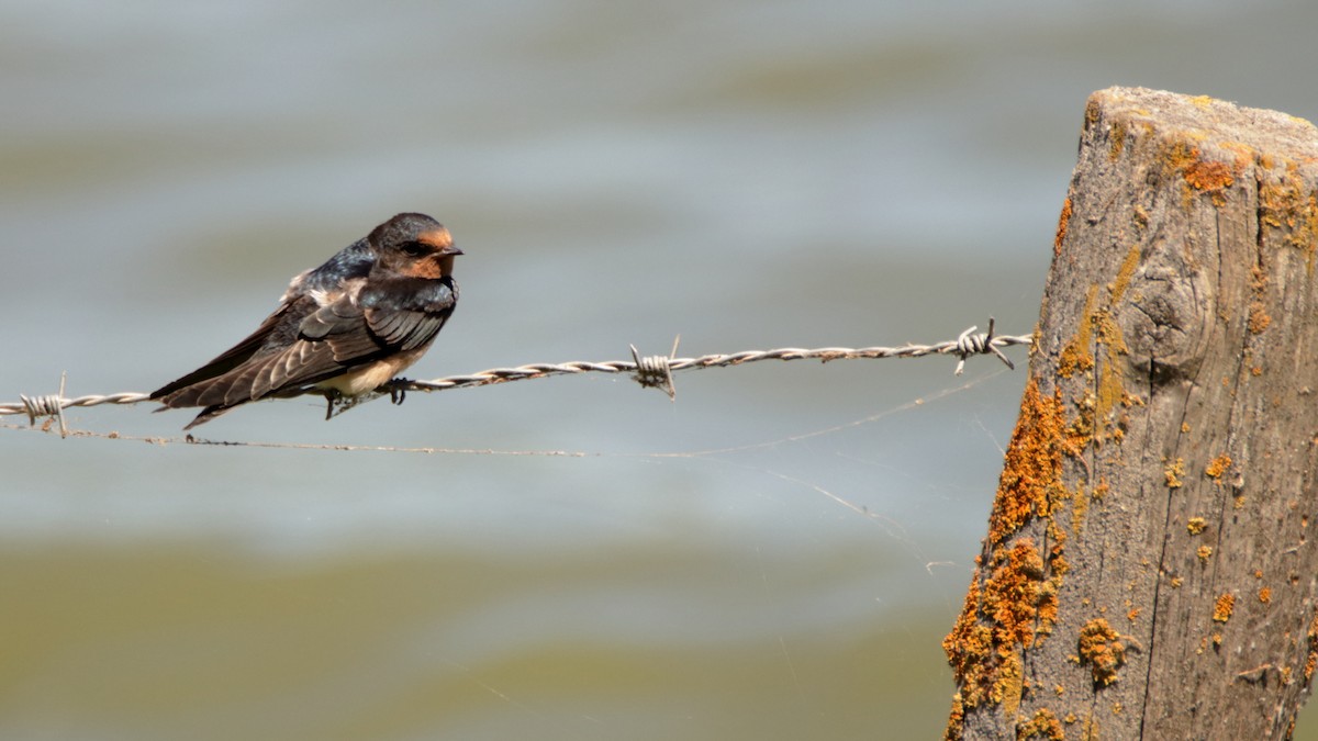 Barn Swallow - ML512163591