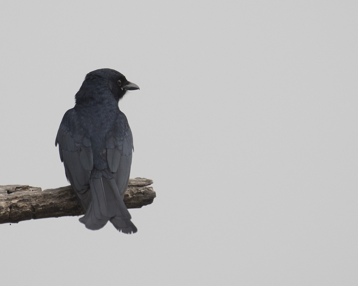 Black Drongo - Anirvan Mandal