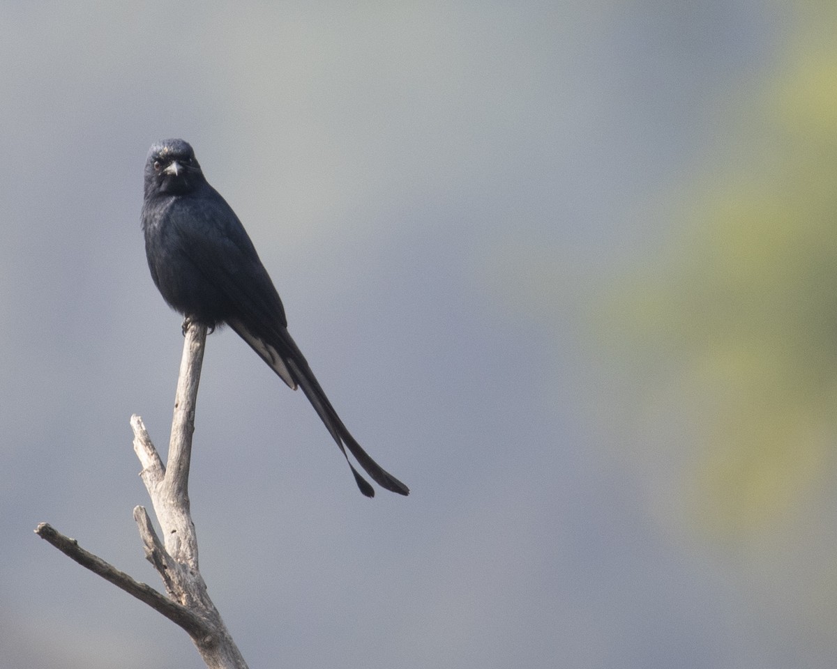 Black Drongo - ML512164291