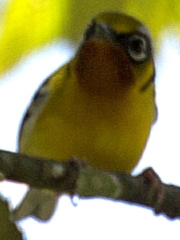 Black-eared Shrike-Babbler - ML512166541