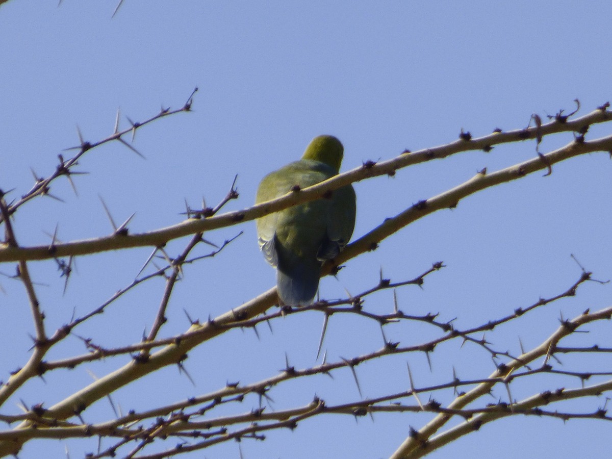 African Green-Pigeon - ML51216671