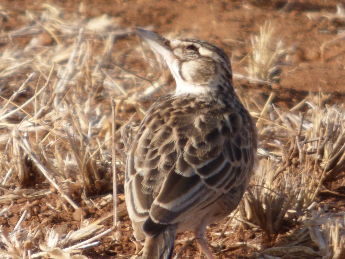 Short-tailed Lark - ML51216691