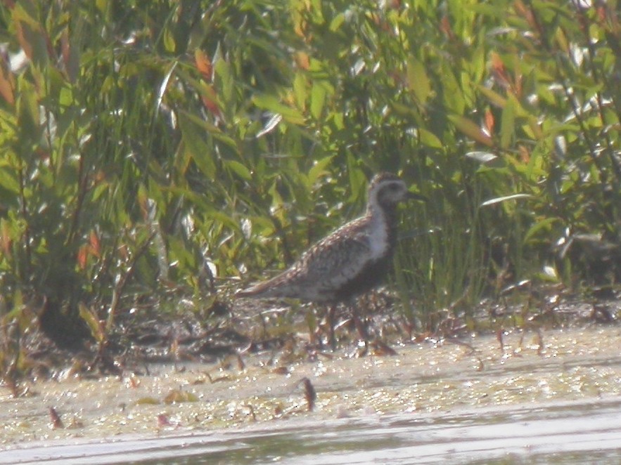 Pacific Golden-Plover - David Robichaud