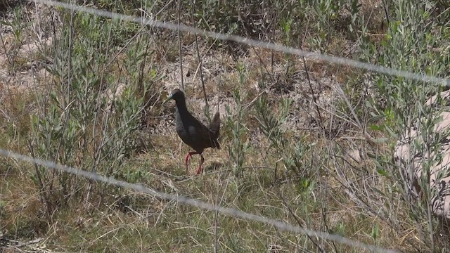 Plumbeous Rail - ML512168001