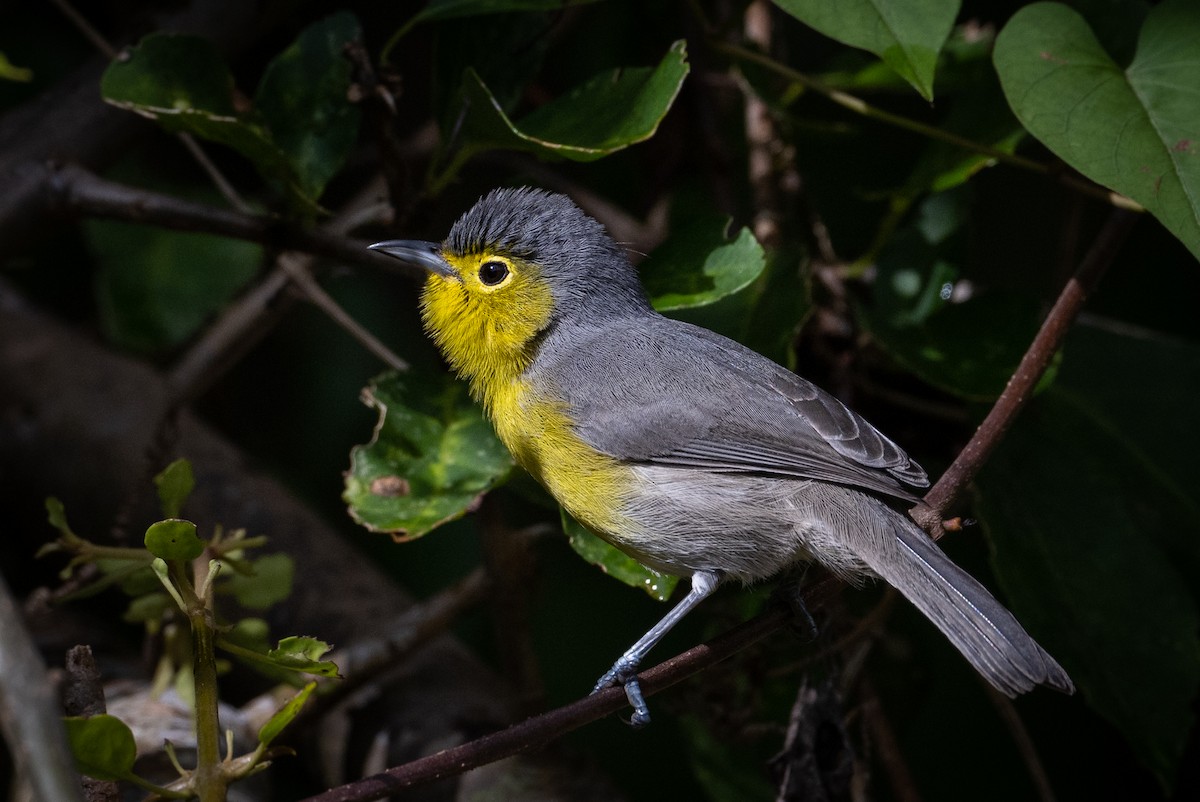 Oriente Warbler - Graham Gerdeman