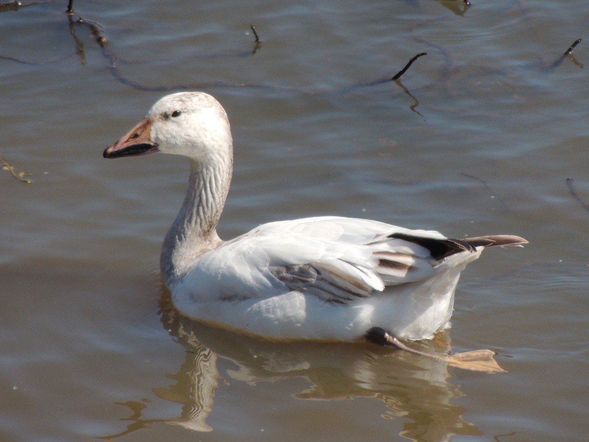 Snow Goose - ML51216991