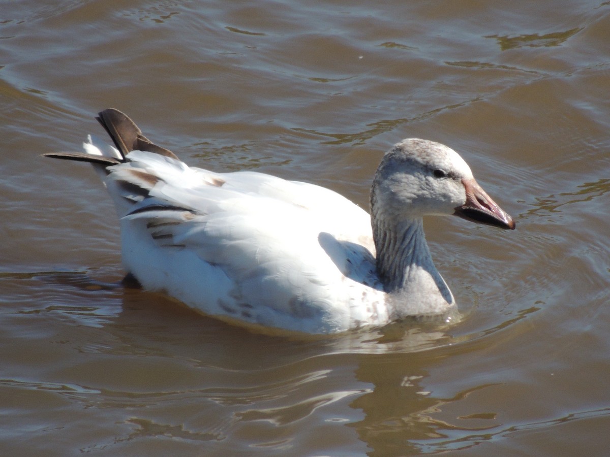 Snow Goose - ML51217001