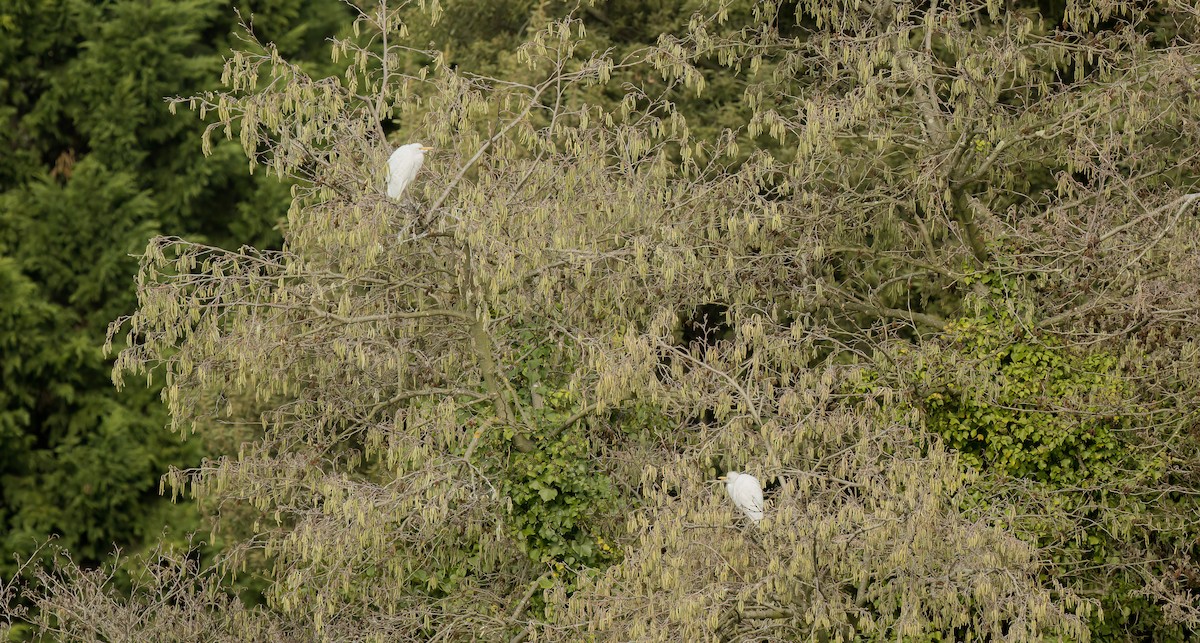 Western Cattle Egret - ML512170361