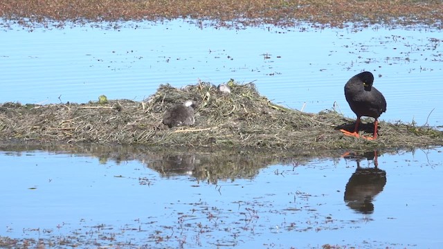 Giant Coot - ML512172141