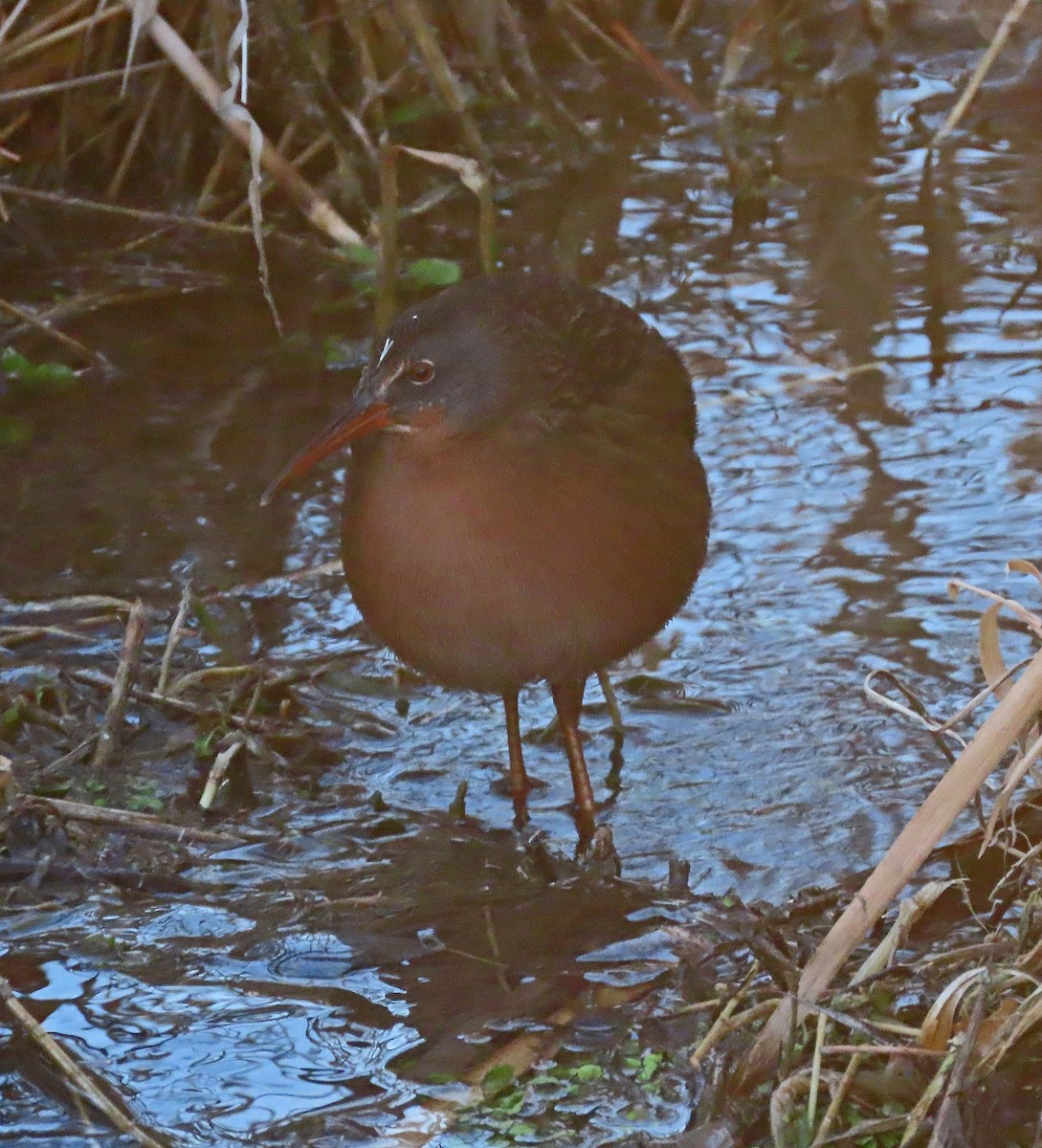 Virginia Rail - ML512172211