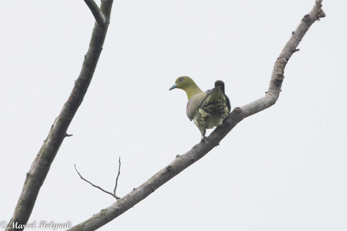 White-bellied Green-Pigeon - ML512172231