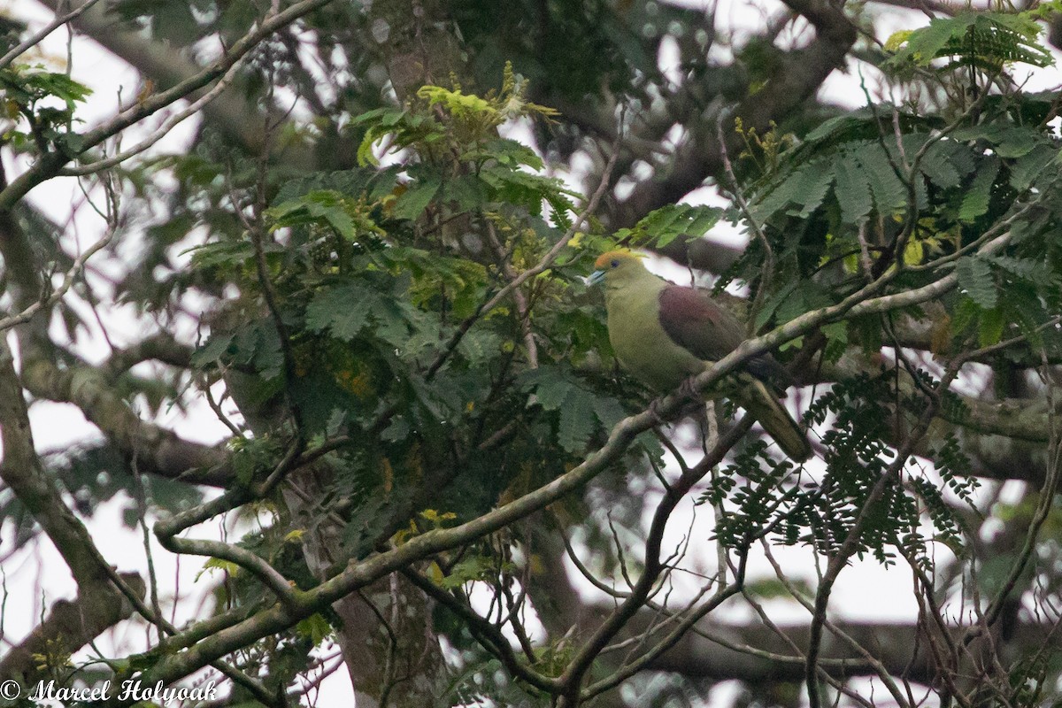 White-bellied Green-Pigeon - ML512172251