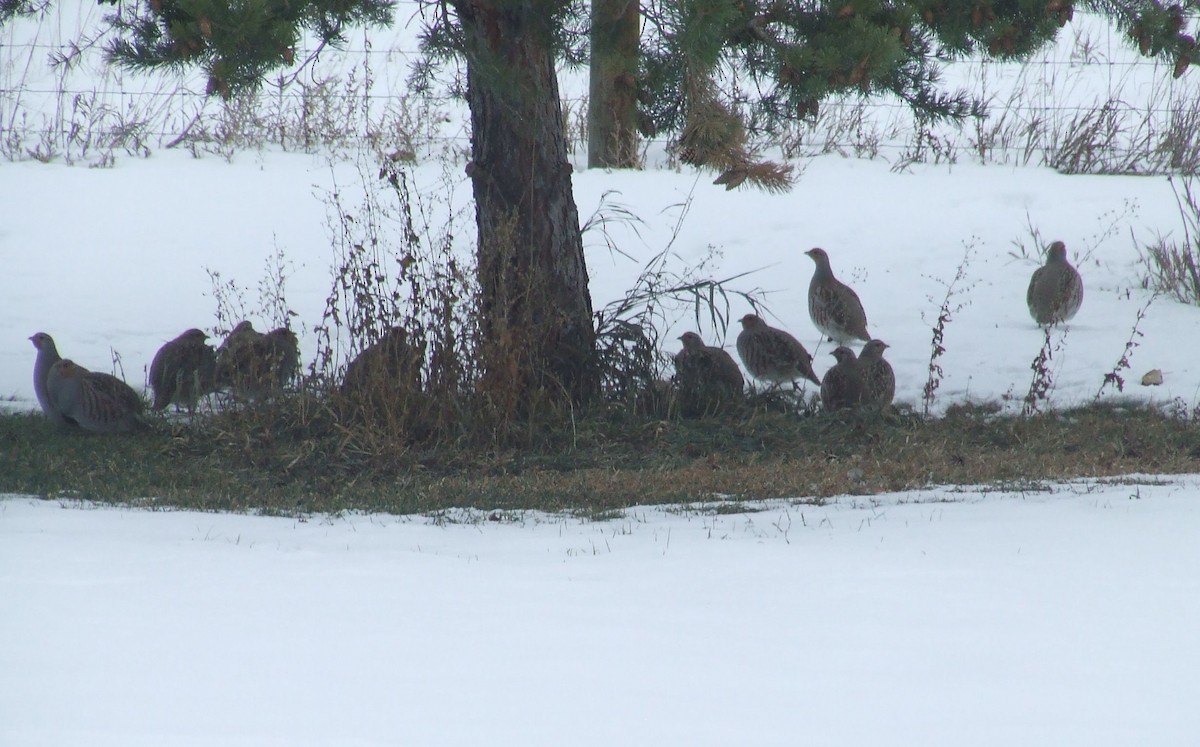 Gray Partridge - ML512173401