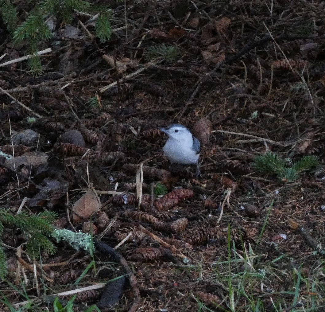 Sittelle à poitrine blanche - ML512174111