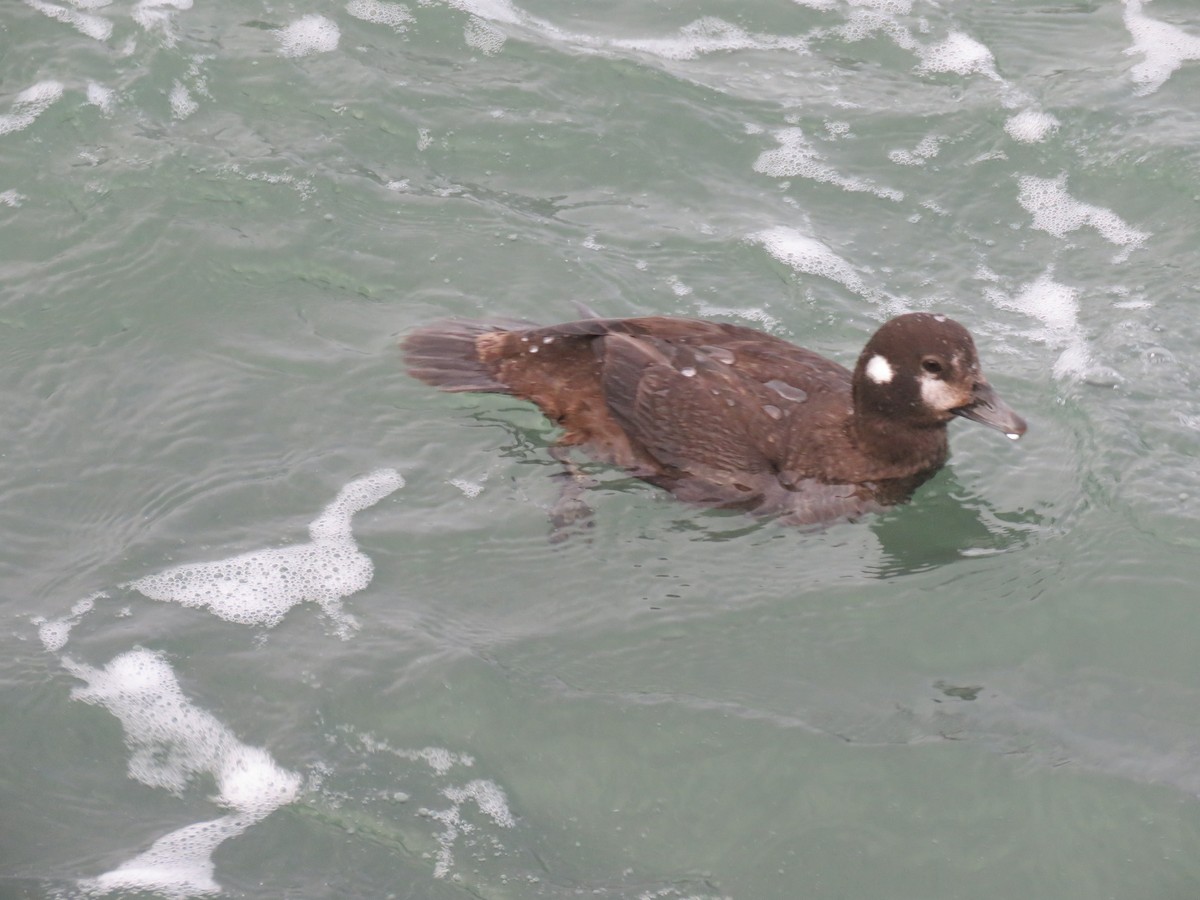 Harlequin Duck - ML512175341