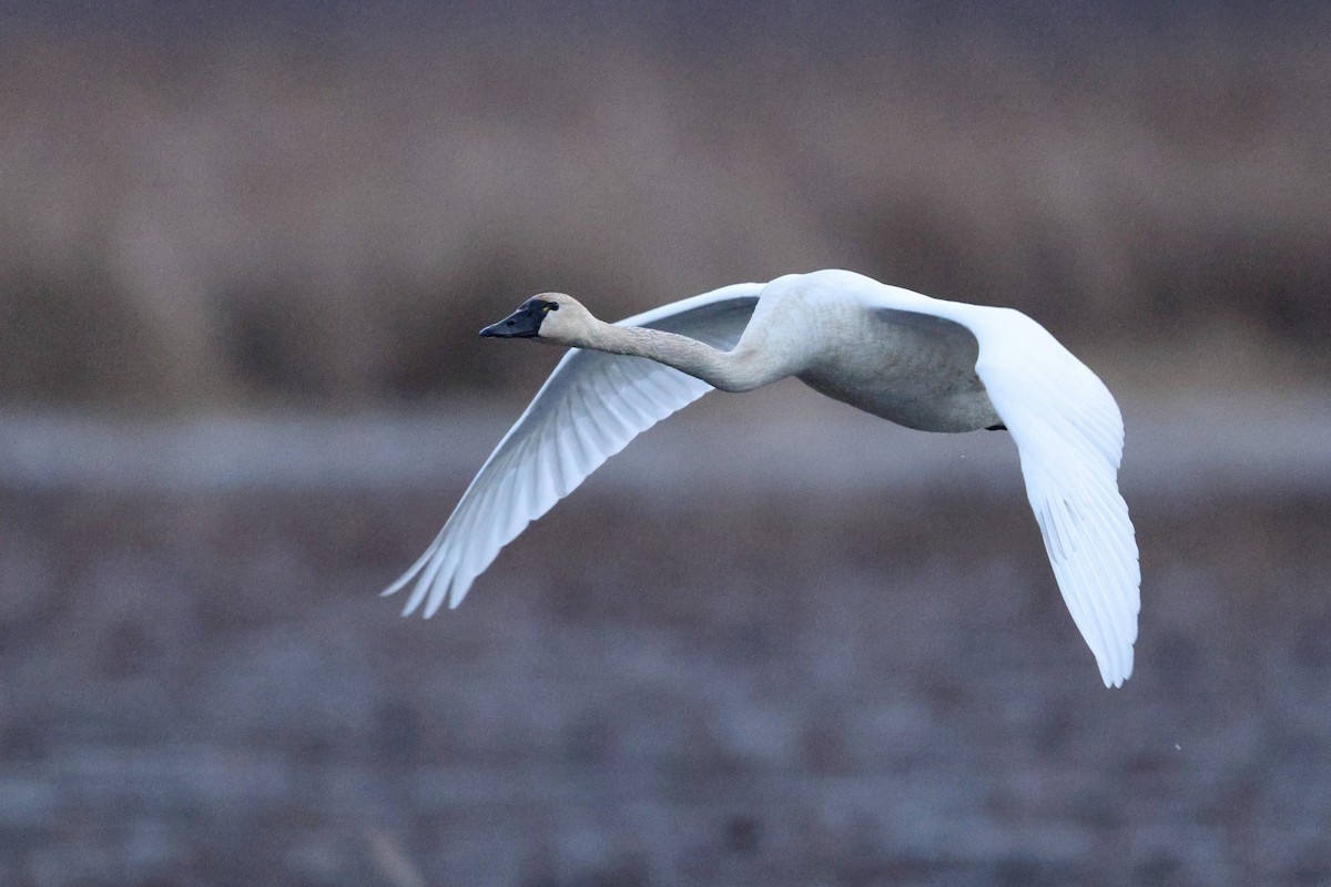 Tundra Swan (Whistling) - Sam Zhang