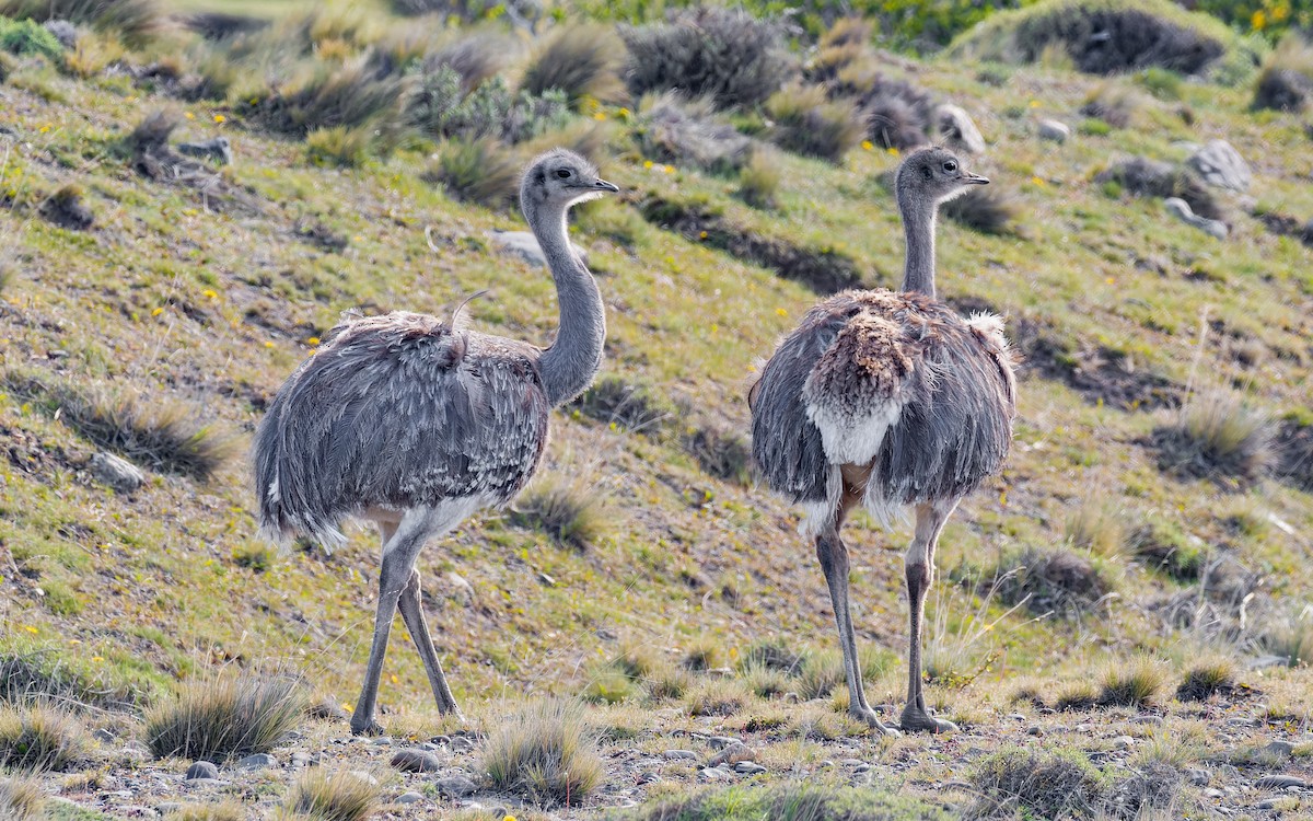 Lesser Rhea (Darwin's) - ML512176501