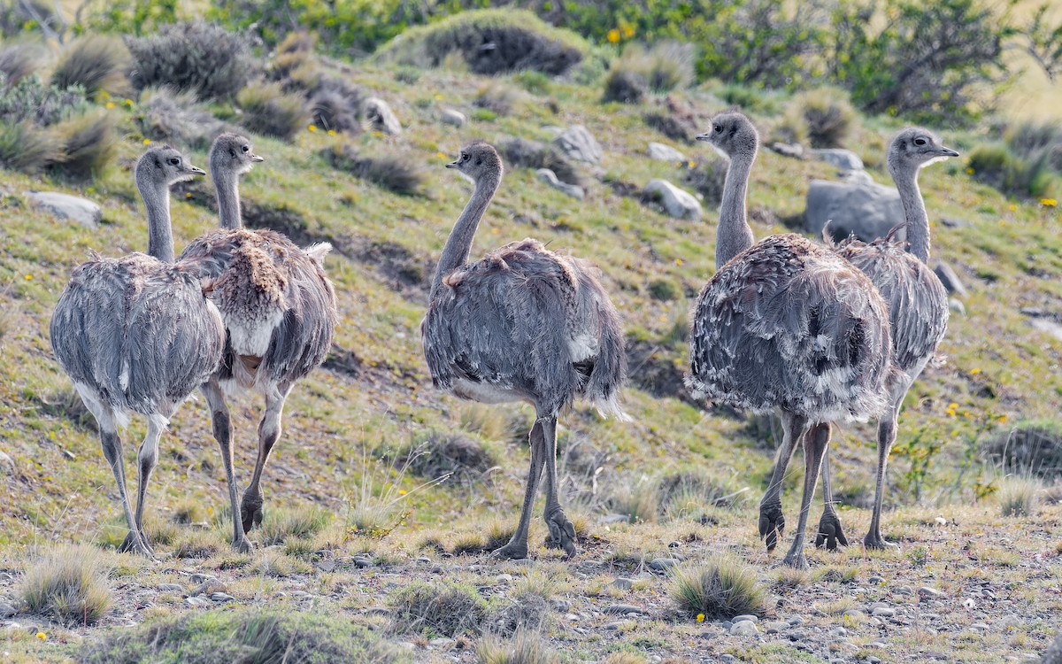 Lesser Rhea (Darwin's) - ML512176571