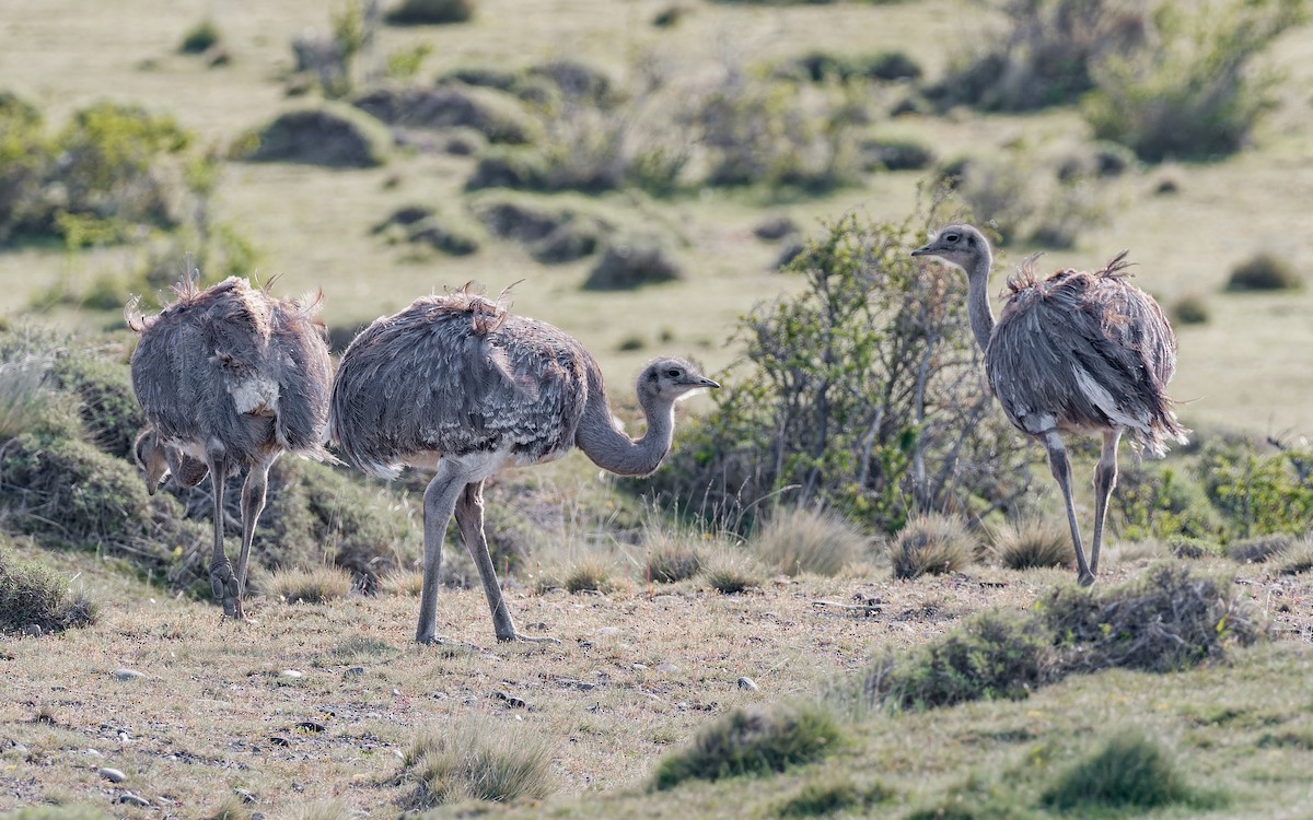 Lesser Rhea (Darwin's) - ML512176841